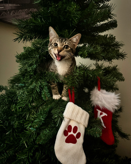 Entry image for Oliver. Clicking this image will show a larger photo