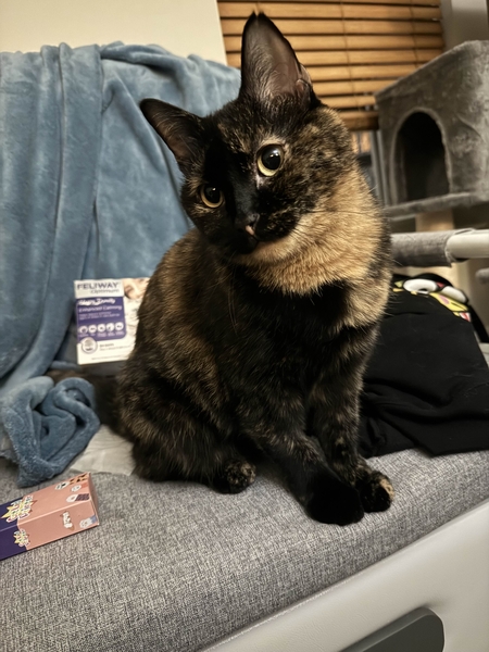 Entry image for Michi. Clicking this image will show a larger photo