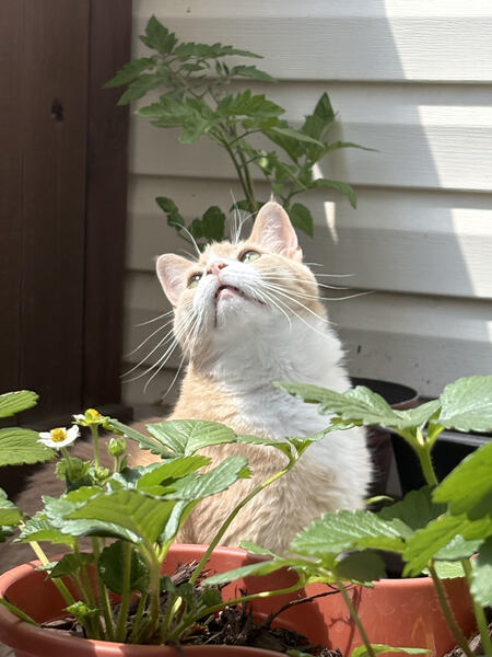 Entry image for Mars. Clicking this image will show a larger photo