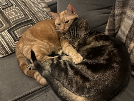 Entry image for Bruschetta & Gretta. Clicking this image will show a larger photo