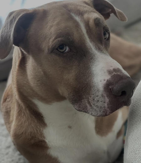 Entry image for Bailey . Clicking this image will show a larger photo