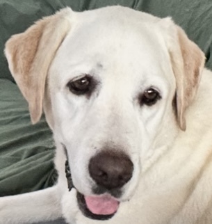 Entry image for Abby 🥰. Clicking this image will show a larger photo