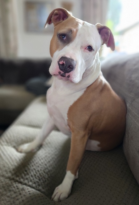 Entry image for Charlie-Bean. Clicking this image will show a larger photo