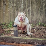 Entry image for Frank