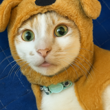 Entry image for ArchieBob, the Double Agent