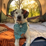 Entry image for Aspen