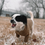 Entry image for Harley