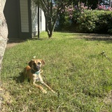 Entry image for Buck