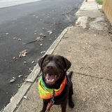 Entry image for Finn