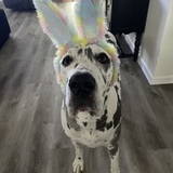 Entry image for Sophia