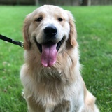 Entry image for Mowgli