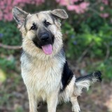 Entry image for Apollo