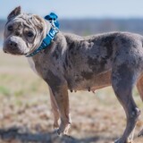 Entry image for Honey B