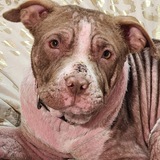 Entry image for Willow Ember