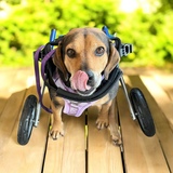 Entry image for Bella