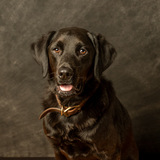 Entry image for Cowboy 