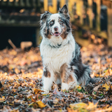 Entry image for Marlo 