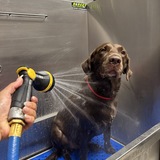 Entry image for Hank