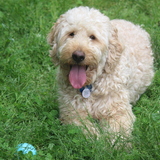 Entry image for Charlie