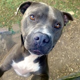 Entry image for Danny Waffles