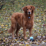 Entry image for Cooper