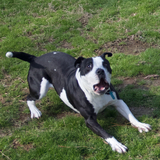 Entry image for Hardy