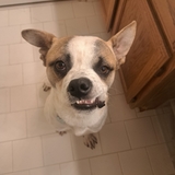 Entry image for Stitch