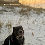 Entry image for Capone