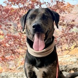 Entry image for Indie