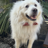 Entry image for Zeus