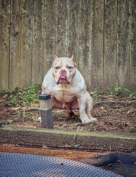 Entry image for Frank. Clicking this image will show a larger photo