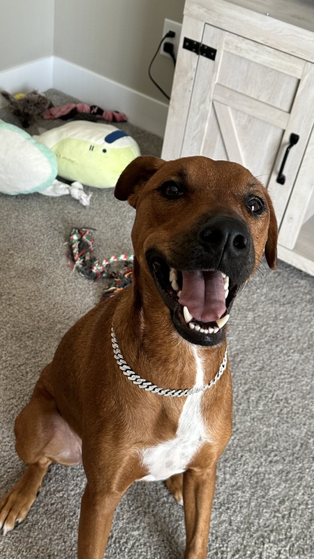 Entry image for Freddie. Clicking this image will show a larger photo