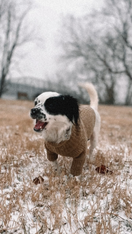 Entry image for Harley. Clicking this image will show a larger photo