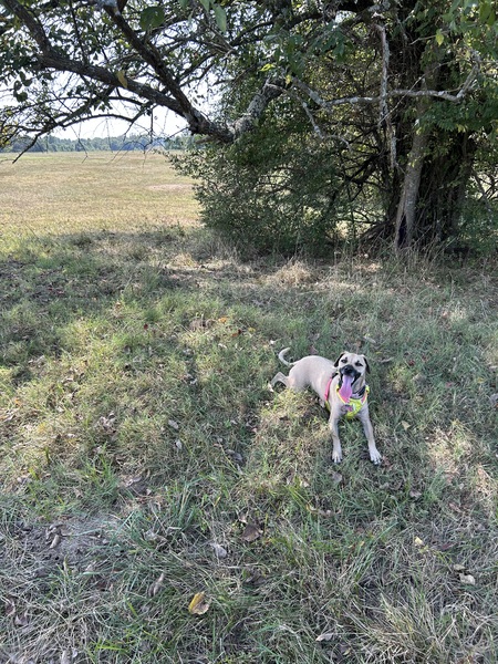 Entry image for Leo. Clicking this image will show a larger photo