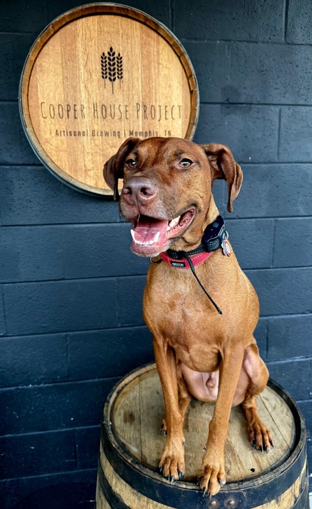 Entry image for Red Red Sir Reddington. Clicking this image will show a larger photo