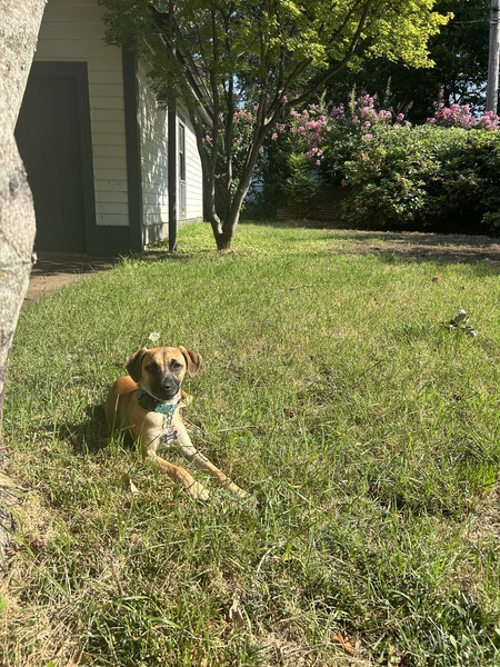 Entry image for Buck. Clicking this image will show a larger photo