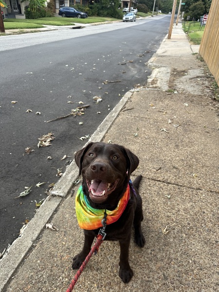 Entry image for Finn. Clicking this image will show a larger photo