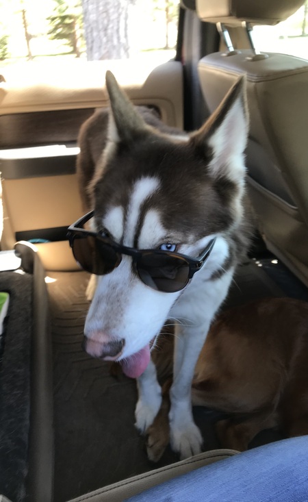 Entry image for Loki. Clicking this image will show a larger photo