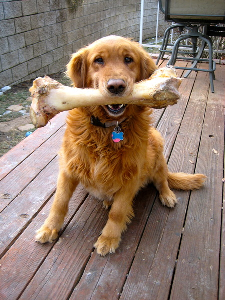 Entry image for Roxy. Clicking this image will show a larger photo