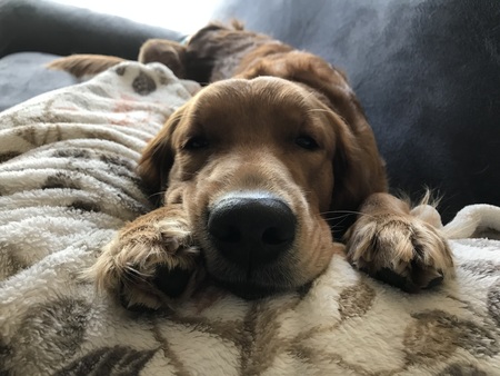 Entry image for Bailey. Clicking this image will show a larger photo