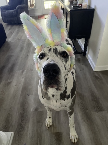 Entry image for Sophia. Clicking this image will show a larger photo