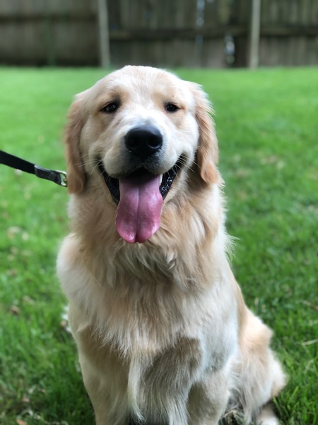 Entry image for Mowgli. Clicking this image will show a larger photo