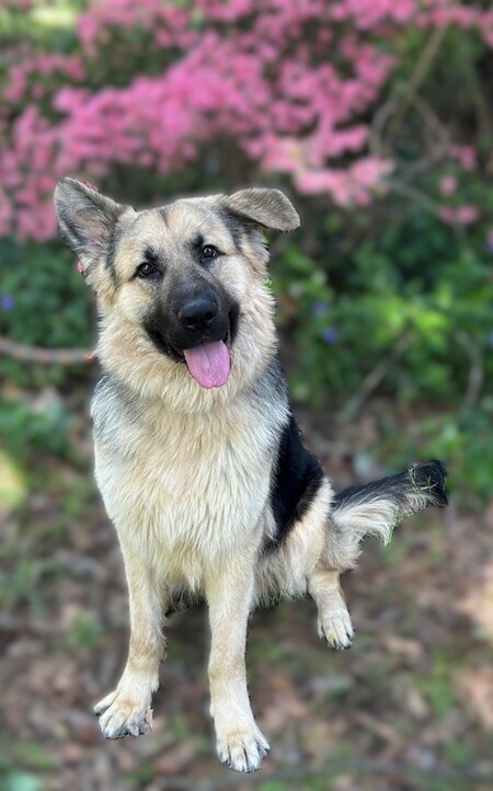 Entry image for Apollo. Clicking this image will show a larger photo