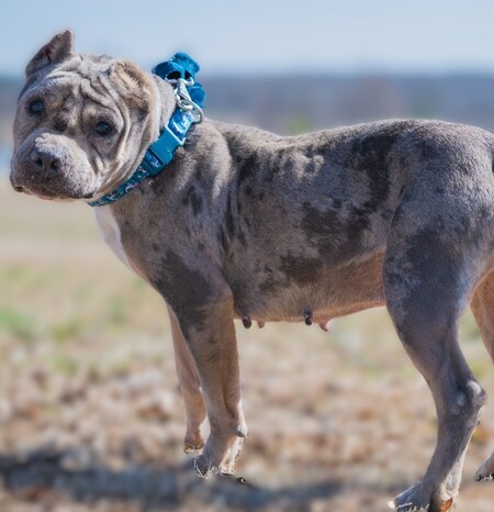 Entry image for Honey B. Clicking this image will show a larger photo