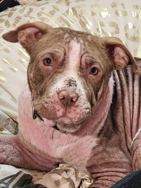 Entry image for Willow Ember. Clicking this image will show a larger photo