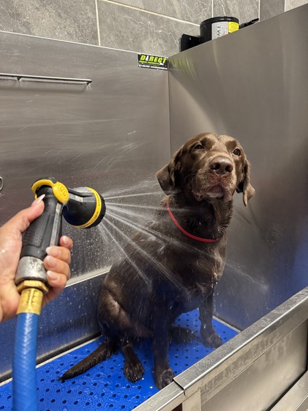 Entry image for Hank. Clicking this image will show a larger photo