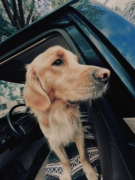 Entry image for Sam. Clicking this image will show a larger photo