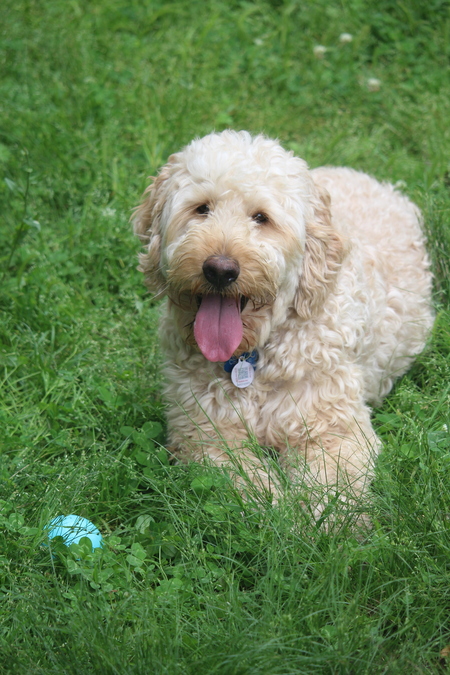 Entry image for Charlie. Clicking this image will show a larger photo