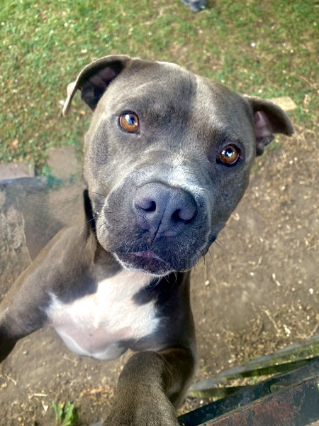 Entry image for Danny Waffles. Clicking this image will show a larger photo