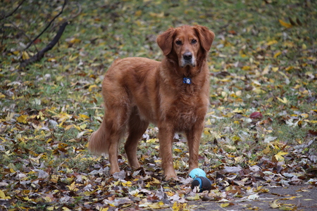 Entry image for Cooper. Clicking this image will show a larger photo